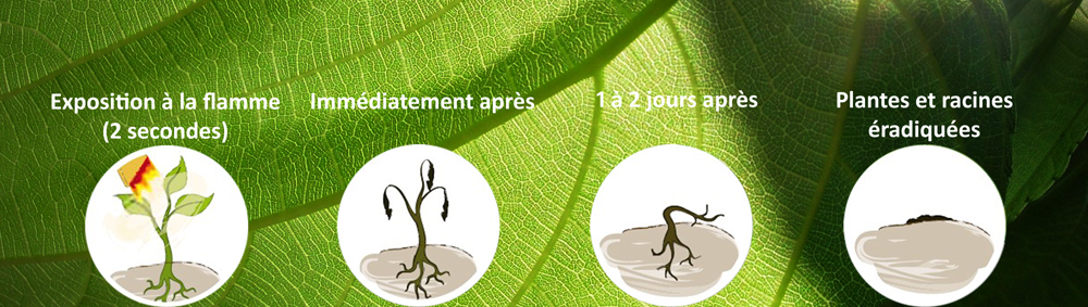 Désherbage thermique, intérêt écologique