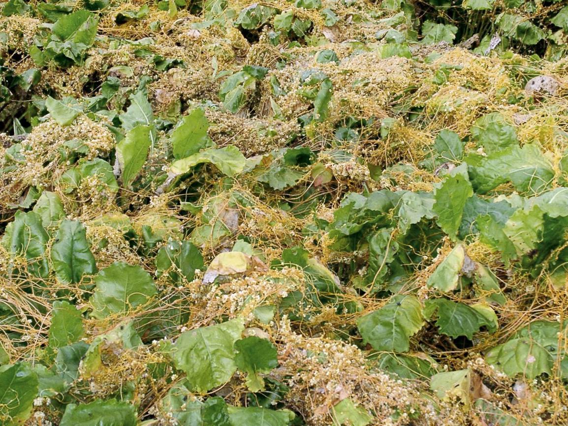 La cuscute, une plante invasive parasite qu'il est possible d'éliminer avec le désherbage thermique