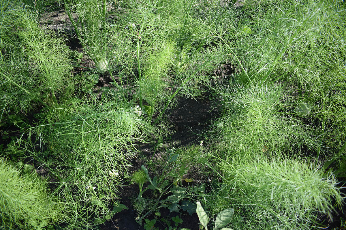 Fenouils un mois après plantation faite sur un désherbage thermique, avant le premier binage